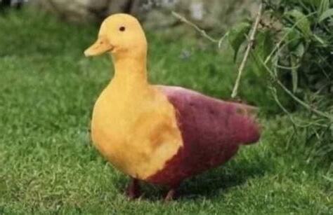 鴨子 呱
